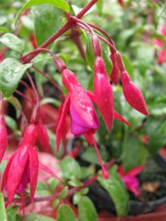 Fuchsienbild Bernisser Hardy 01