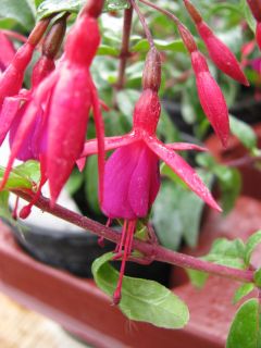 Fuchsienbild Bernisser Hardy 02