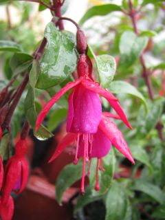 Fuchsienbild Bernisser Hardy 03