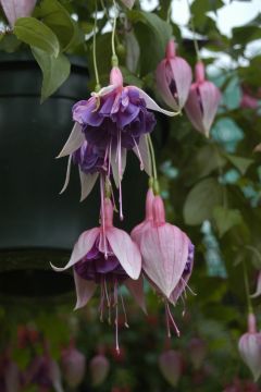 Fuchsienbild Berts Jeanneke 01