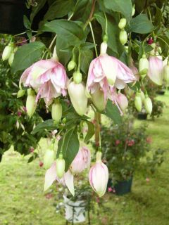 Fuchsienbild Berts Simonne 03