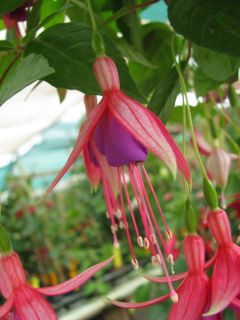 Fuchsienbild Berys Elisabeth 01