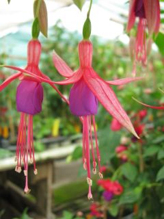 Fuchsienbild Berys Elisabeth 02