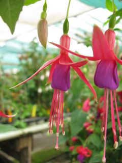 Fuchsienbild Berys Elisabeth 03