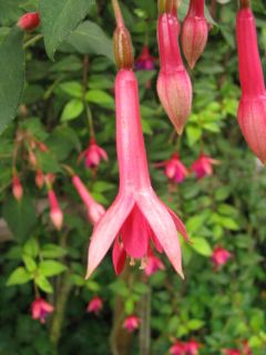 Fuchsienbild Billy Green 01