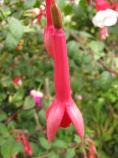 Fuchsienbild Billy Green 03