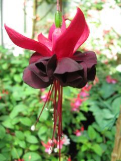 Fuchsienbild Blacky 01