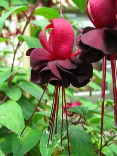 Fuchsienbild Blacky 02