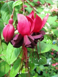 Fuchsienbild Blacky 03