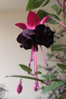 Fuchsienbild Blacky 0