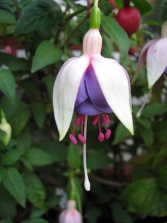 Fuchsienbild Blautopf 01