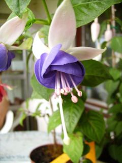 Fuchsienbild Blautopf 02