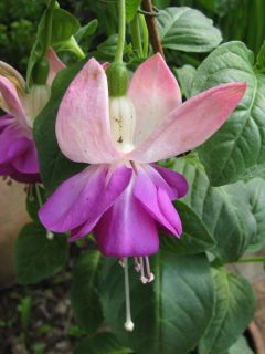 Fuchsienbild Blautopf 03