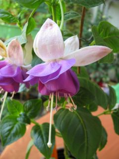 Fuchsienbild Blautopf 04