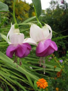 Fuchsienbild Blautopf 05