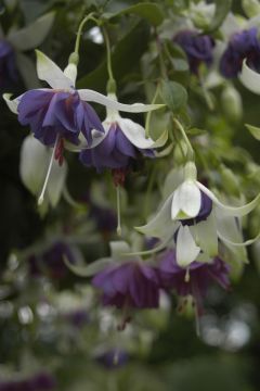 Fuchsienbild Blauwe Engel 02