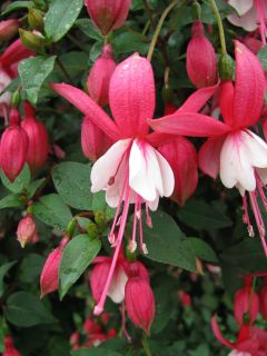 Fuchsienbild Blondchen 01