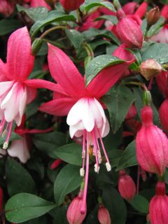 Fuchsienbild Blondchen 02