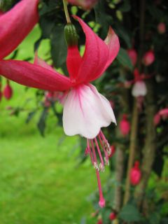 Fuchsienbild Blondchen 03