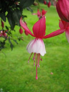 Fuchsienbild Blondchen 04