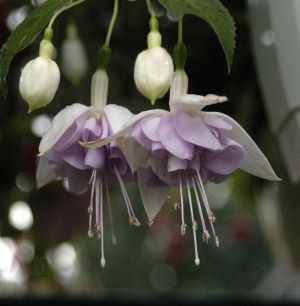 Fuchsienbild Blue Veil 01