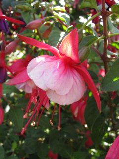 Fuchsienbild Bodensee 01