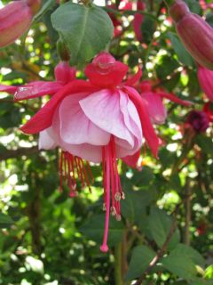 Fuchsienbild Bodensee 02