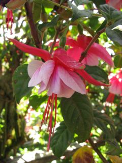 Fuchsienbild Bodensee 03