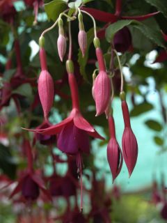 Fuchsienbild  Boerhaave 01