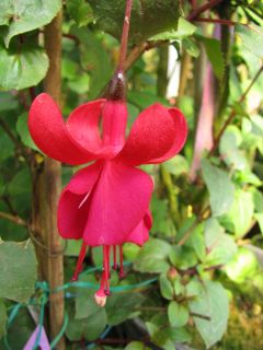 Fuchsienbild Botanischer Garten Augsburg 01