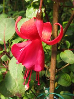 Fuchsienbild Botanischer Garten Augsburg 02