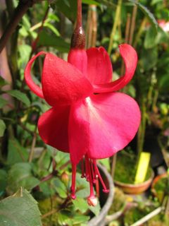 Fuchsienbild Botanischer Garten Augsburg 03