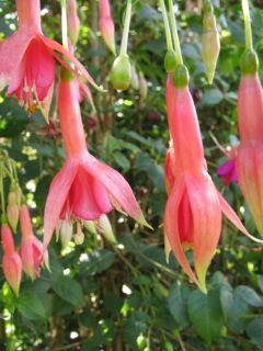 Fuchsienbild Botanischer Garten Berlin 02