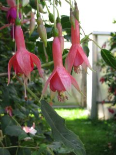 Fuchsienbild Botanischer Garten Berlin 03