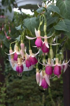 Fuchsienbild Bow Bells 02