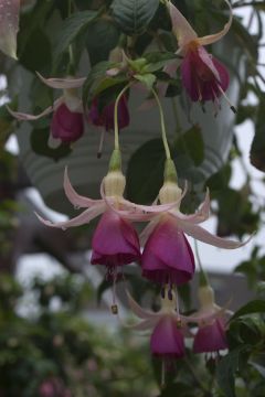 Fuchsienbild Bow Bells 03