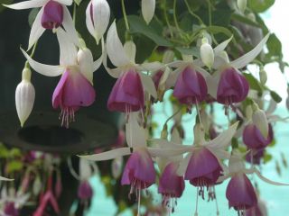 Fuchsienbild Bow Bells 04