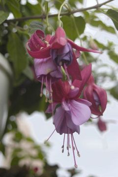 Fuchsienbild BreeVis Wilhelmina 01