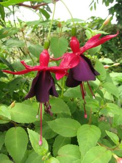 Fuchsienbild BreVis Karna 01