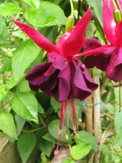 Fuchsienbild BreVis Karna 02