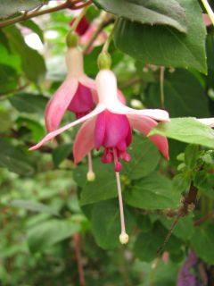 Fuchsienbild Breisgauperle 01