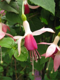 Fuchsienbild Breisgauperle 02