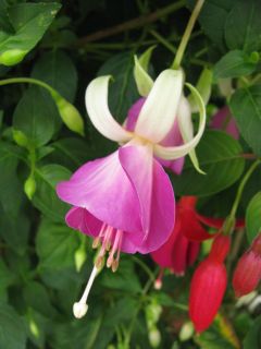 Fuchsienbild Brian Stannard 02