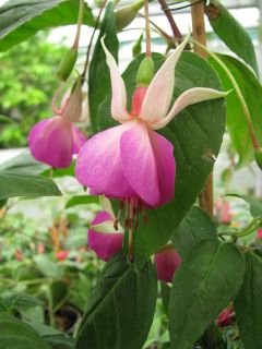 Fuchsienbild Brian Stannard 03