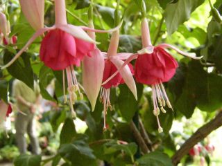 Fuchsienbild British Jubilee 01