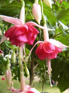 Fuchsienbild British Jubilee 02