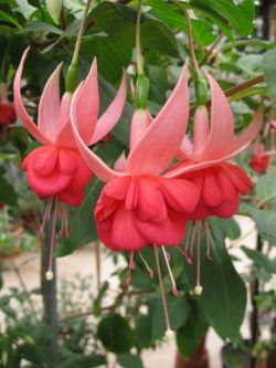 Fuchsienbild British Jubilee 03