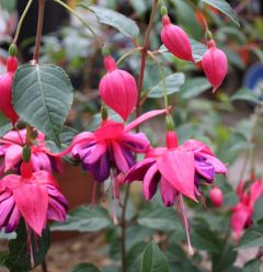 Fuchsienbild Brockenhexe 01