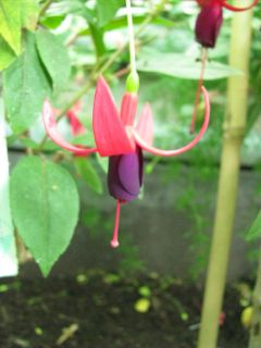 Fuchsienbild Brutus 01