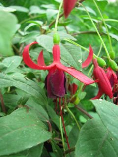 Fuchsienbild Brutus 02